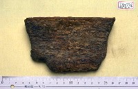 藏品(鯨化石骨片)的圖片